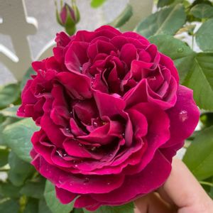ズヴニール ドゥ ドクター ジャメイン,バラ 鉢植え,バラ・オールドローズ,ばら バラ 薔薇,エクステリアの画像