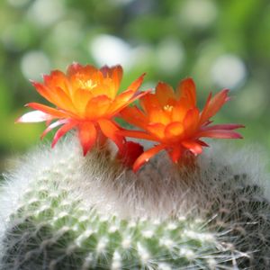 サボテン,雪晃,多肉植物,サボテン科,サボテンの花の画像