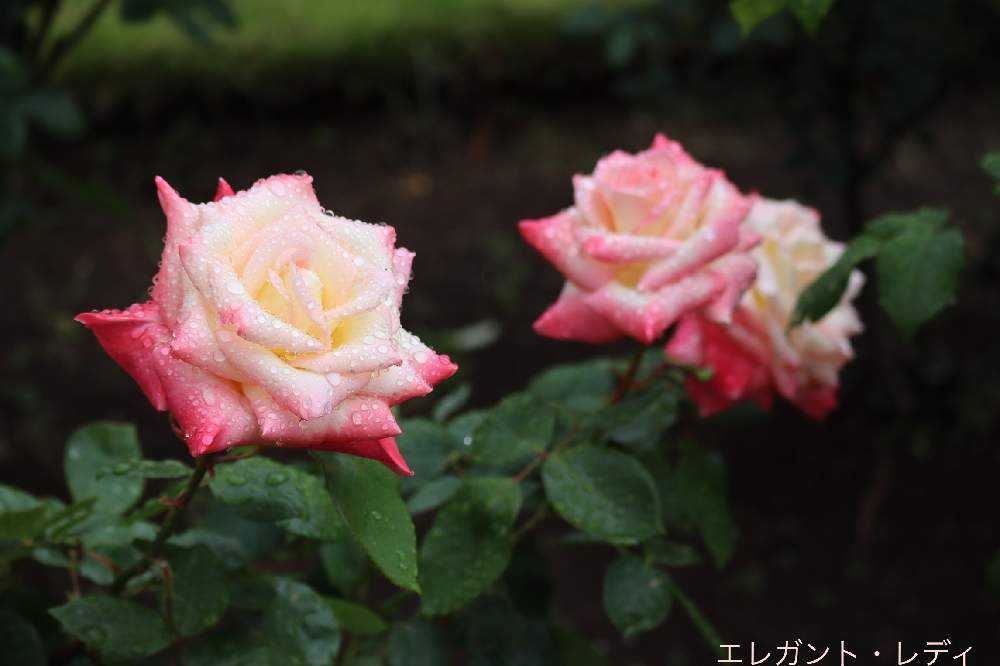 薔薇は 旧古河庭園の薔薇 ① AB C Dエリア｜🍀GreenSnap（グリーン