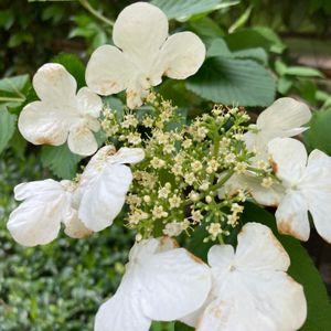 ヤブデマリ,可愛い,白い花,綺麗,植栽の画像