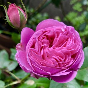 ルイーズ・オディエ,鉢植え,返り咲き,花のある暮らし,中輪の画像