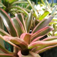 観葉植物,ネオレゲリア,タンクブロメリア,外管理,ネオゲレリア属の画像
