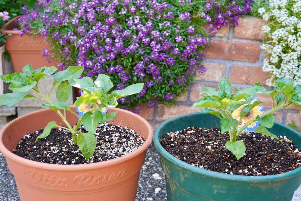 サンビリーバブルの成長記録🌻｜🍀GreenSnap（グリーンスナップ）