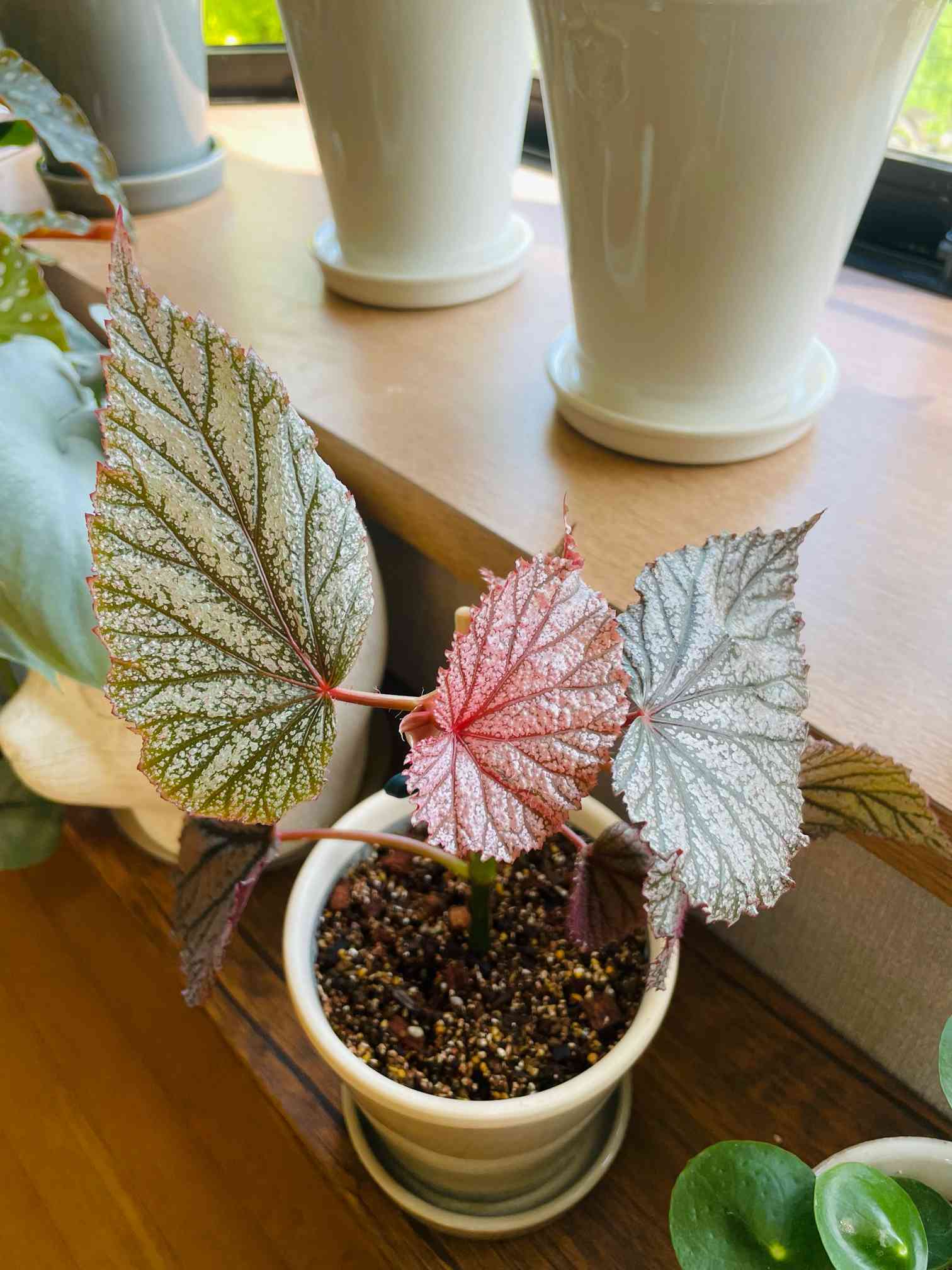 木立性ベゴニア アキ Akiの一覧｜🍀GreenSnap（グリーンスナップ）