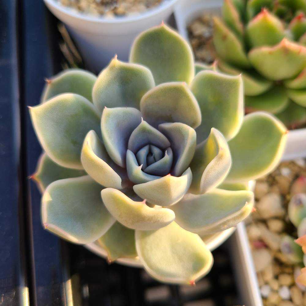 スノーバニーの成長記録❄🐰｜🍀GreenSnap（グリーンスナップ）