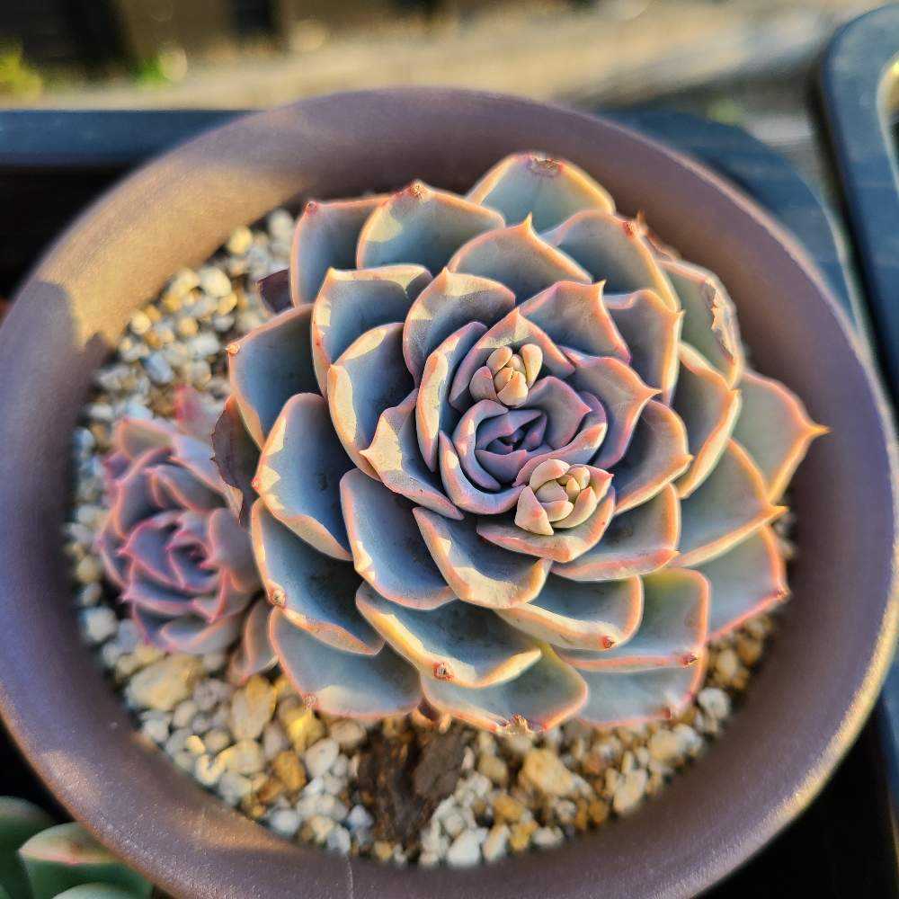 サブセシリスの成長記録💗✨｜🍀GreenSnap（グリーンスナップ）