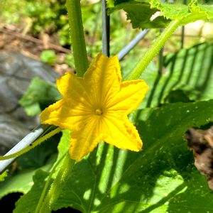 キュウリ,胡瓜,きゅうり,キュウリの花,水耕栽培の画像