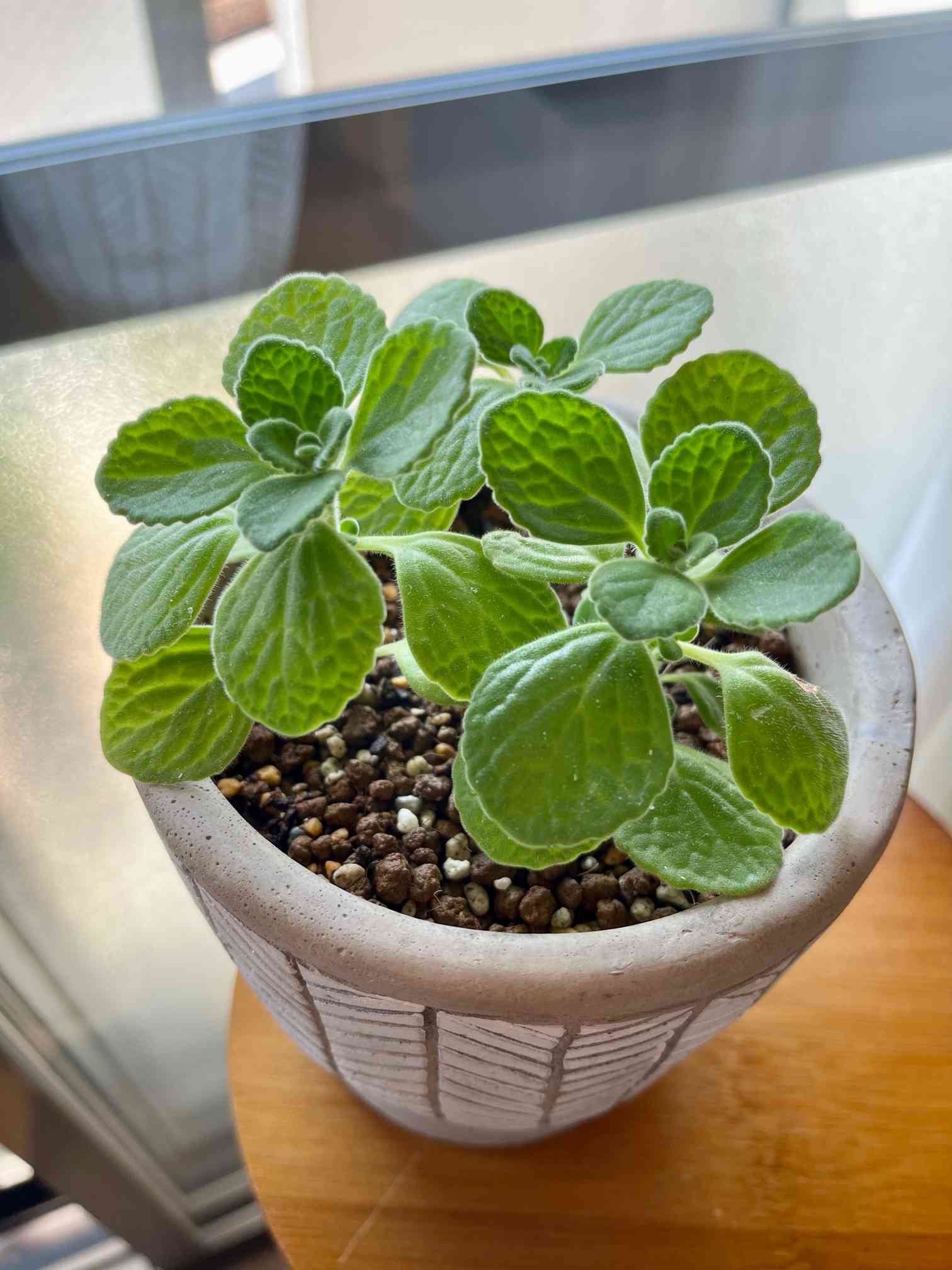 アロマティカス増殖中｜🍀GreenSnap（グリーンスナップ）