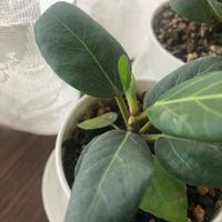 フィカス ベンガレンシス,観葉植物,新芽,可愛い〜♡,若葉の画像