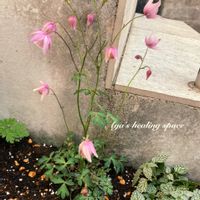 風鈴おだまき,地植え,可愛い,花のある暮らしの画像