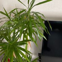 シュロチクの画像