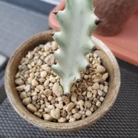 ホワイトゴースト,観葉植物,多肉植物,ユーフォルビアホワイトゴースト, ホワイトゴーストの画像