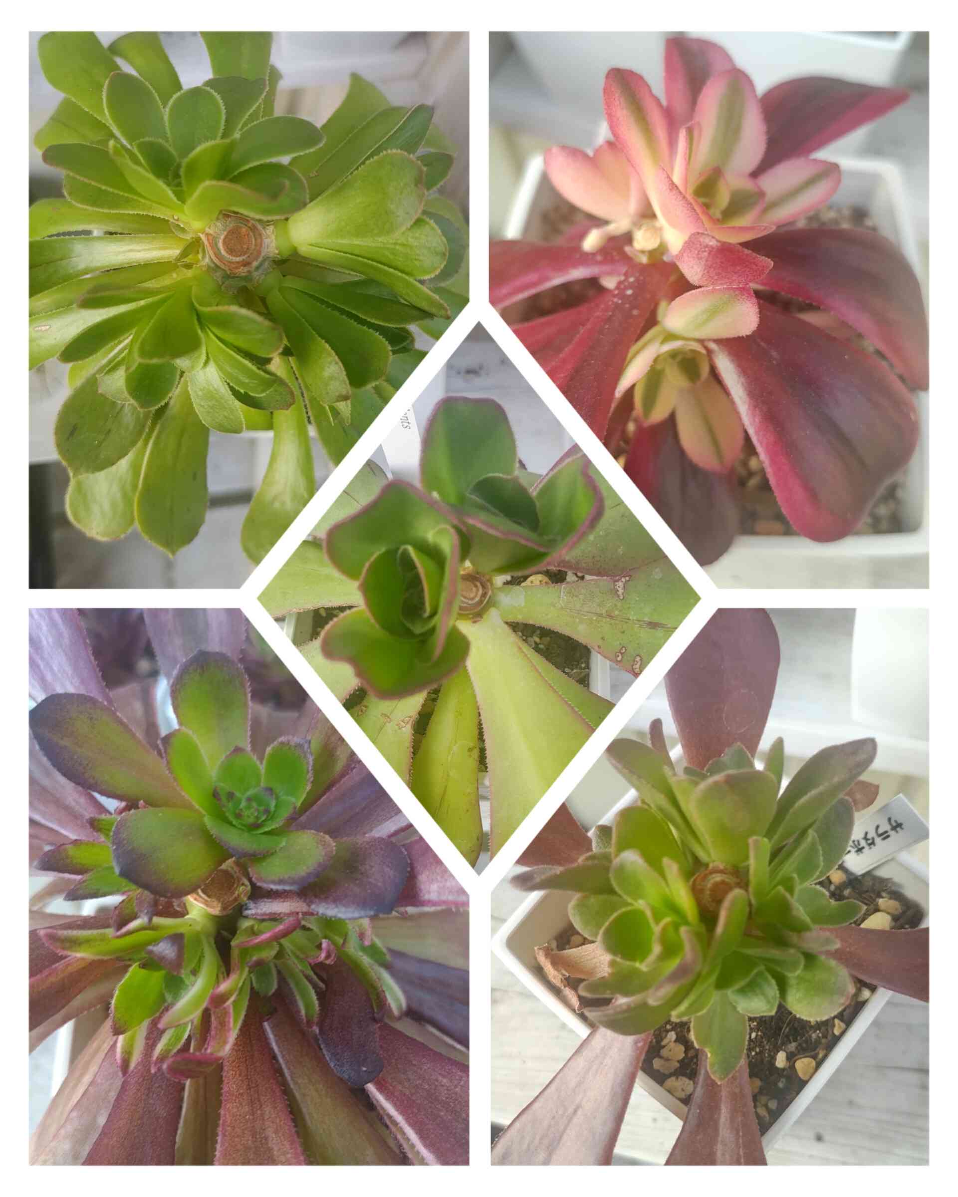 バルサミフェルム　大群生　抜き苗 バルサミフェルムの一覧｜🍀GreenSnap（グリーンスナップ）