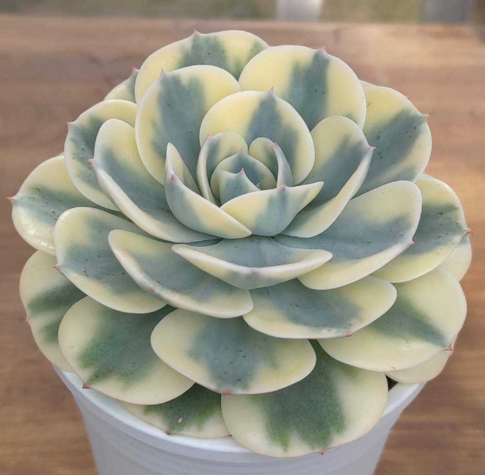 初めてのルノーディーンの胴切り 生長記録｜🍀GreenSnap（グリーン