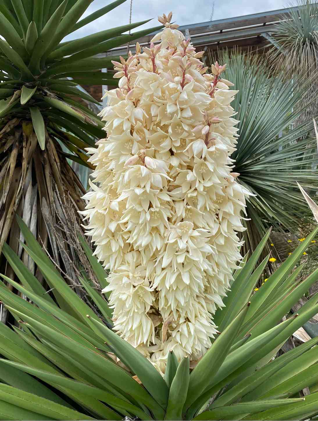 ユッカ トレクレアーナ 現品 Yucca 稀少種 検索 レア ロストラータ