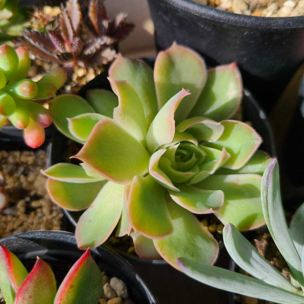 売却済み　　多肉植物 リエール苗　サンダーローズ 9603_1.jpg