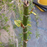 ウンベラータ,フィカス　ウンベラータ,観葉植物,フィカス属,こまりねこ ウンベラータの画像