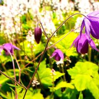 風鈴おだまき,꒰ღ˘◡˘ற꒱かわゅ~,今日のお花,100均マクロレンズ,平和を願うの画像