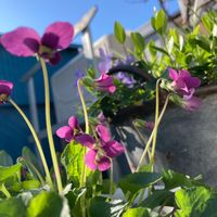 ニオイスミレ,ピンクの花,春の小花達,春ですね♪,我が家の庭の画像