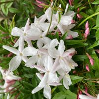 ハゴロモジャスミン,ジャスミン,山野草,花壇,常緑つる性植物の画像