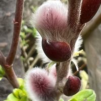 ネコヤナギ,お写ん歩,お出かけ先の画像