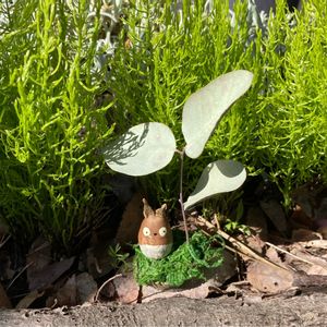 タチテンモンドウ,球根植物,花のある暮らし,ハンドメイド雑貨,トトロの森の画像