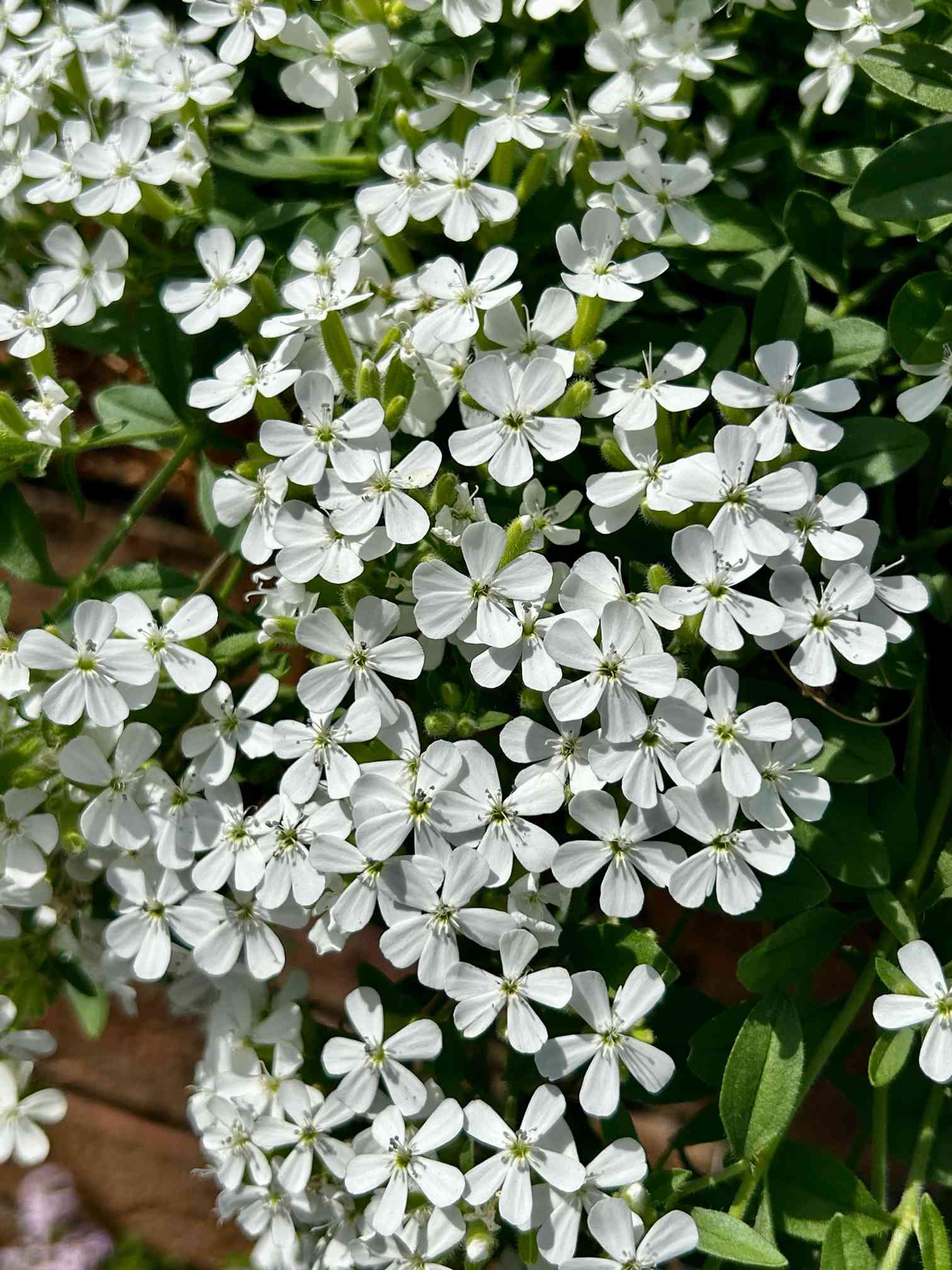 ツルコザクラの花の一覧｜🍀GreenSnap（グリーンスナップ）