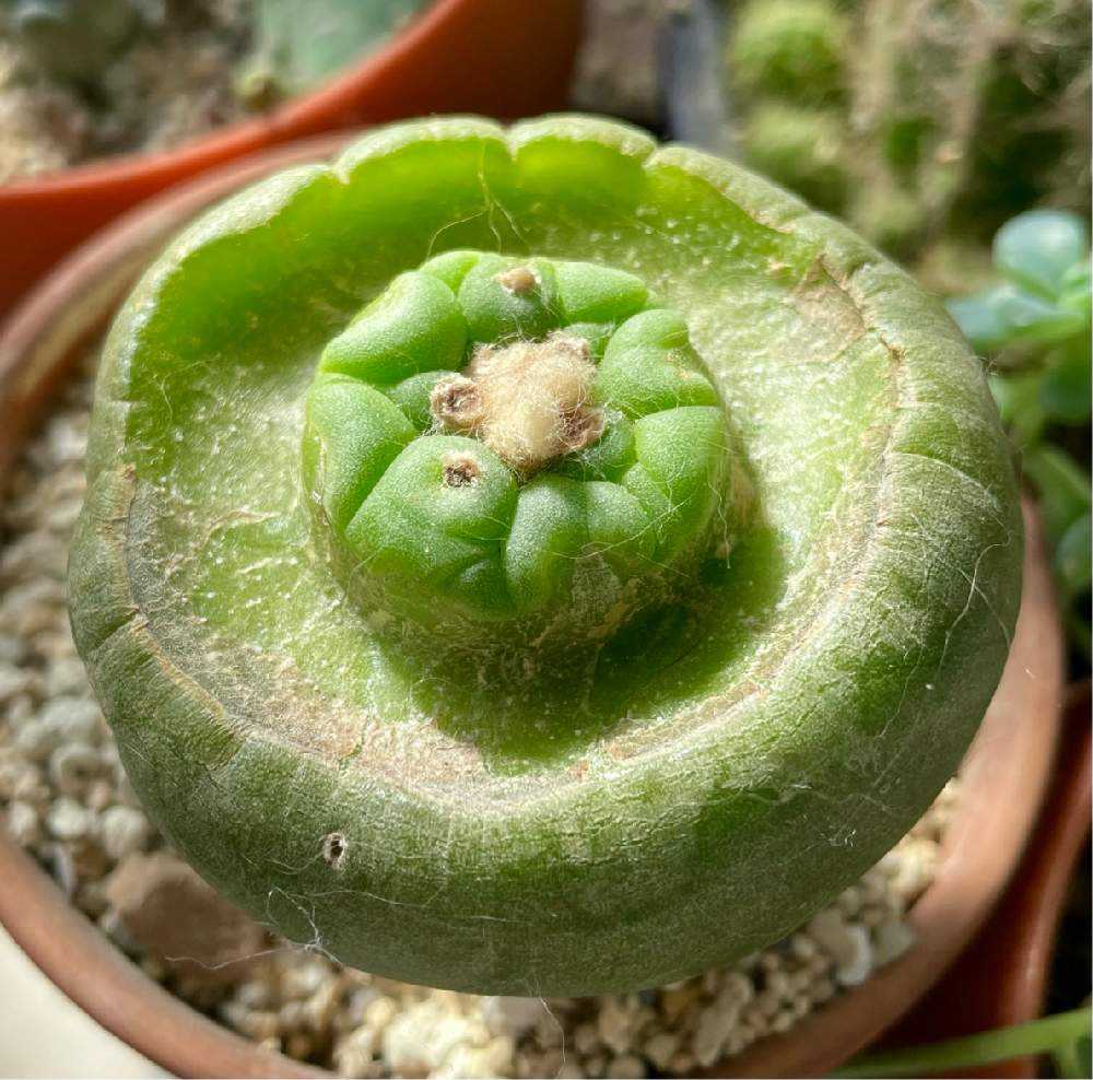 サボテン ロフォフォラ 小吹烏羽玉 実生 ※鉢のまま発送 ロホホラ・子