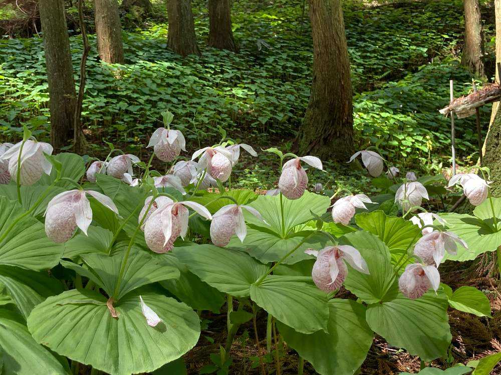 1683184931469_thum_176026_phot