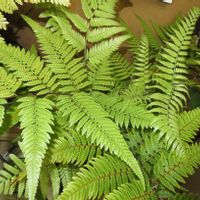 キンモウコウ,タカワラビ,インテリアグリーン,シダ植物,珍奇植物の画像