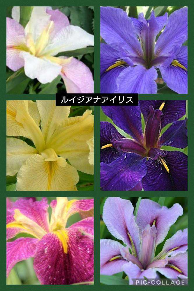 古伊万里 皿 かきつばた 燕子花 杜若 アヤメ アイリス 水仙 江戸 訳