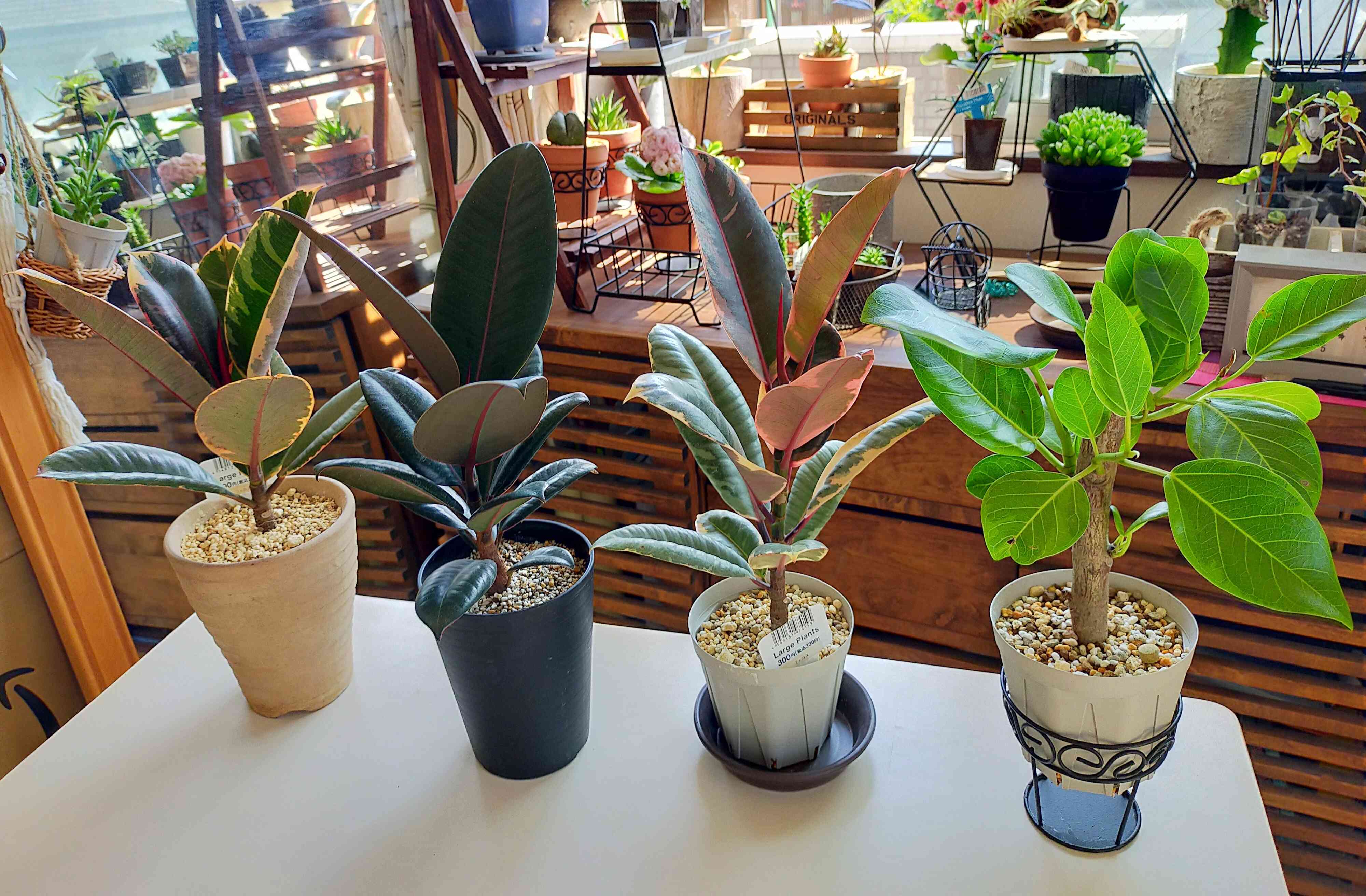 フィッカス・バーガンディ　SPILAL リビングサイズ フィッカス・バーガンディリビングサイズ！SPILAL COOOOL