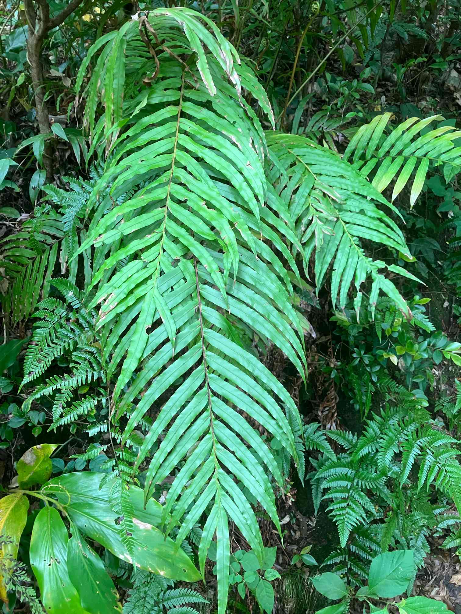 ホウビカンジュの一覧｜🍀GreenSnap（グリーンスナップ）