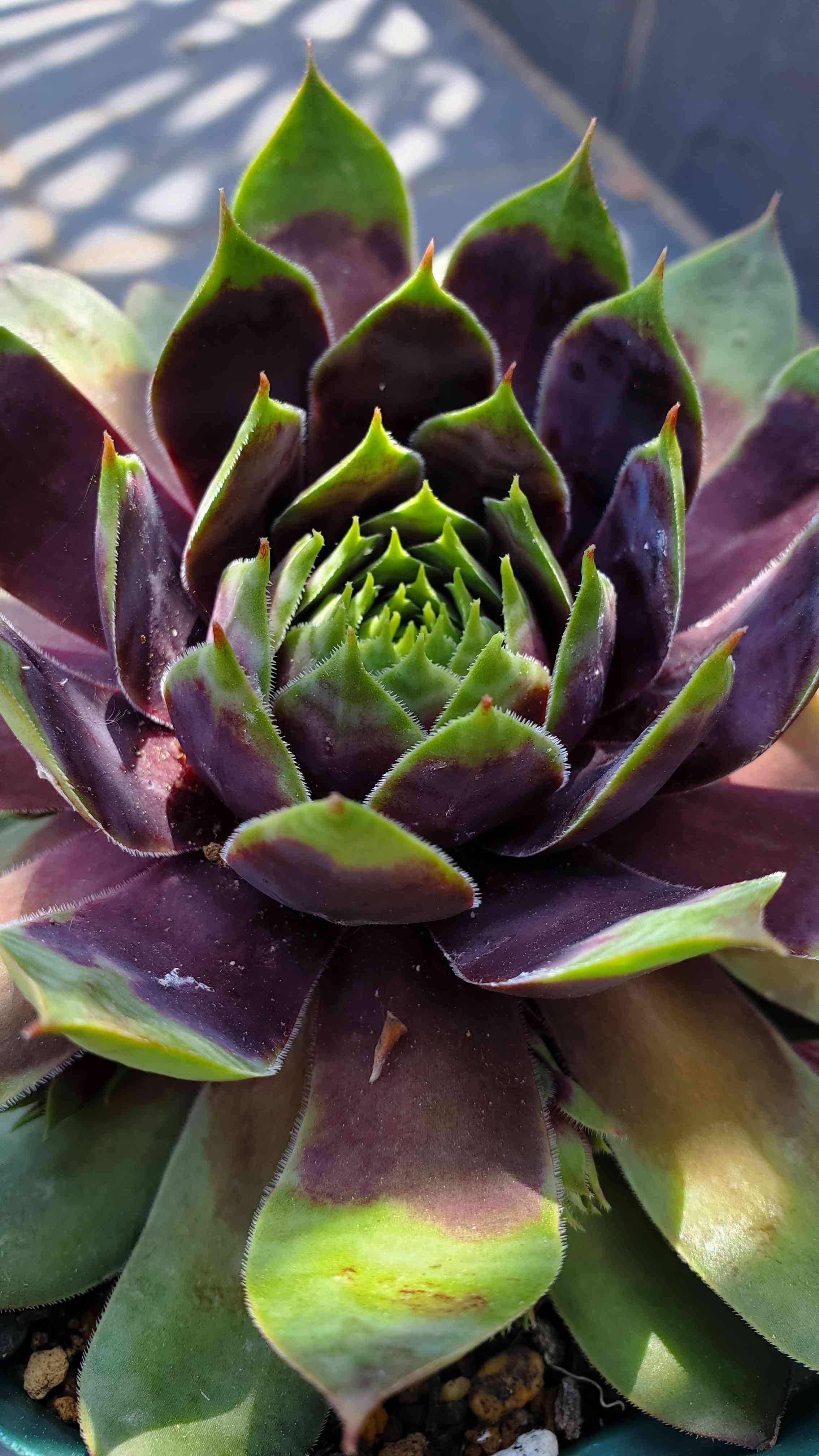 オリジナル ⑦ Sempervivum クランベリーカクテル❣️ 植物/観葉植物