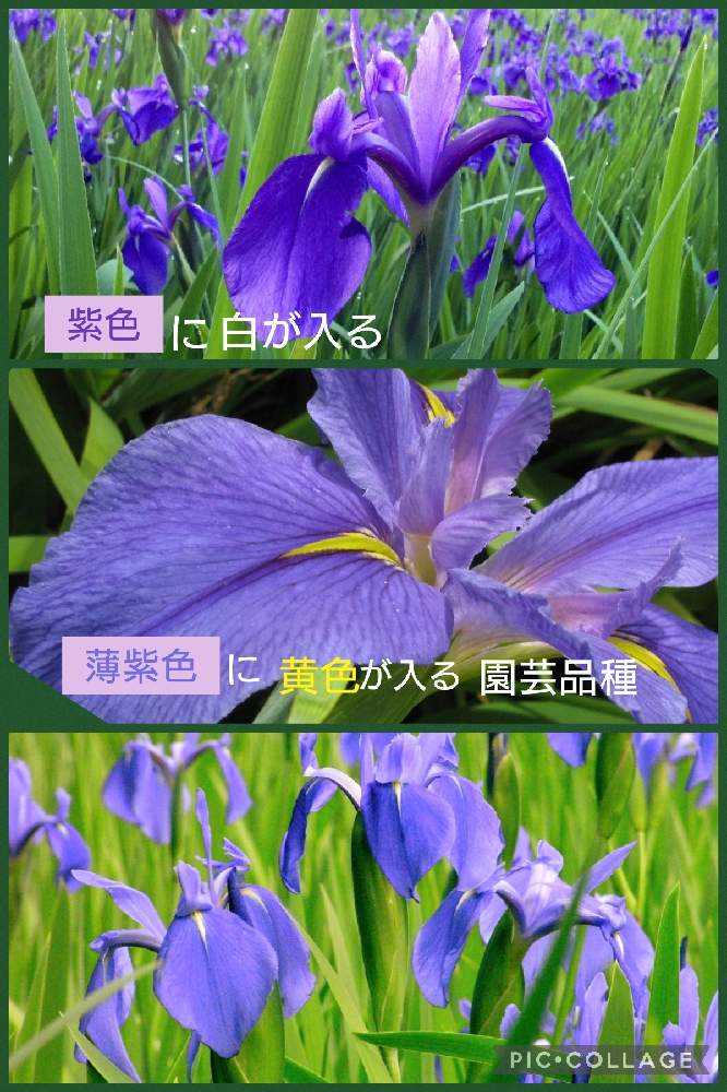 いずれ菖蒲(あやめ)か杜若(かきつばた)｜🍀GreenSnap（グリーンスナップ）