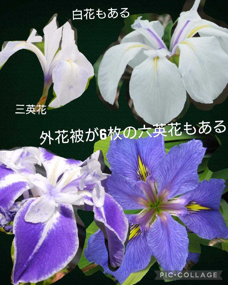 いずれ菖蒲(あやめ)か杜若(かきつばた)｜🍀GreenSnap（グリーンスナップ）