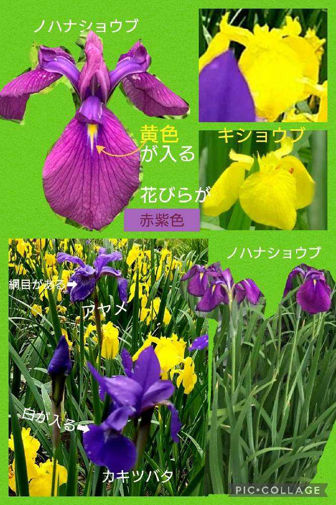 いずれ菖蒲(あやめ)か杜若(かきつばた)｜🍀GreenSnap（グリーン