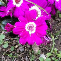 ユキワリソウの画像