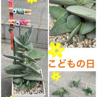 神刀,拡大写真,こどもの日,子株ちゃんいっぱい,ゆっきん's 神刀の画像