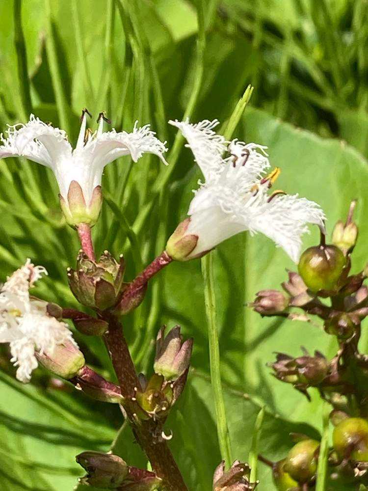 山野草 クマガイソウ苗③ 山野草/日本クマガイソウ苗3株