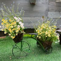 ワスレナグサ ブルームッツ,デージータッソー　ストロベリークリーム,ユーカリポポラス,ユーカリグニー,ジャメスブリタニアの画像