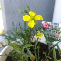 ルッコラ,ルッコラのお花,可愛い〜♡,花のある暮らし,平和を願う☆の画像