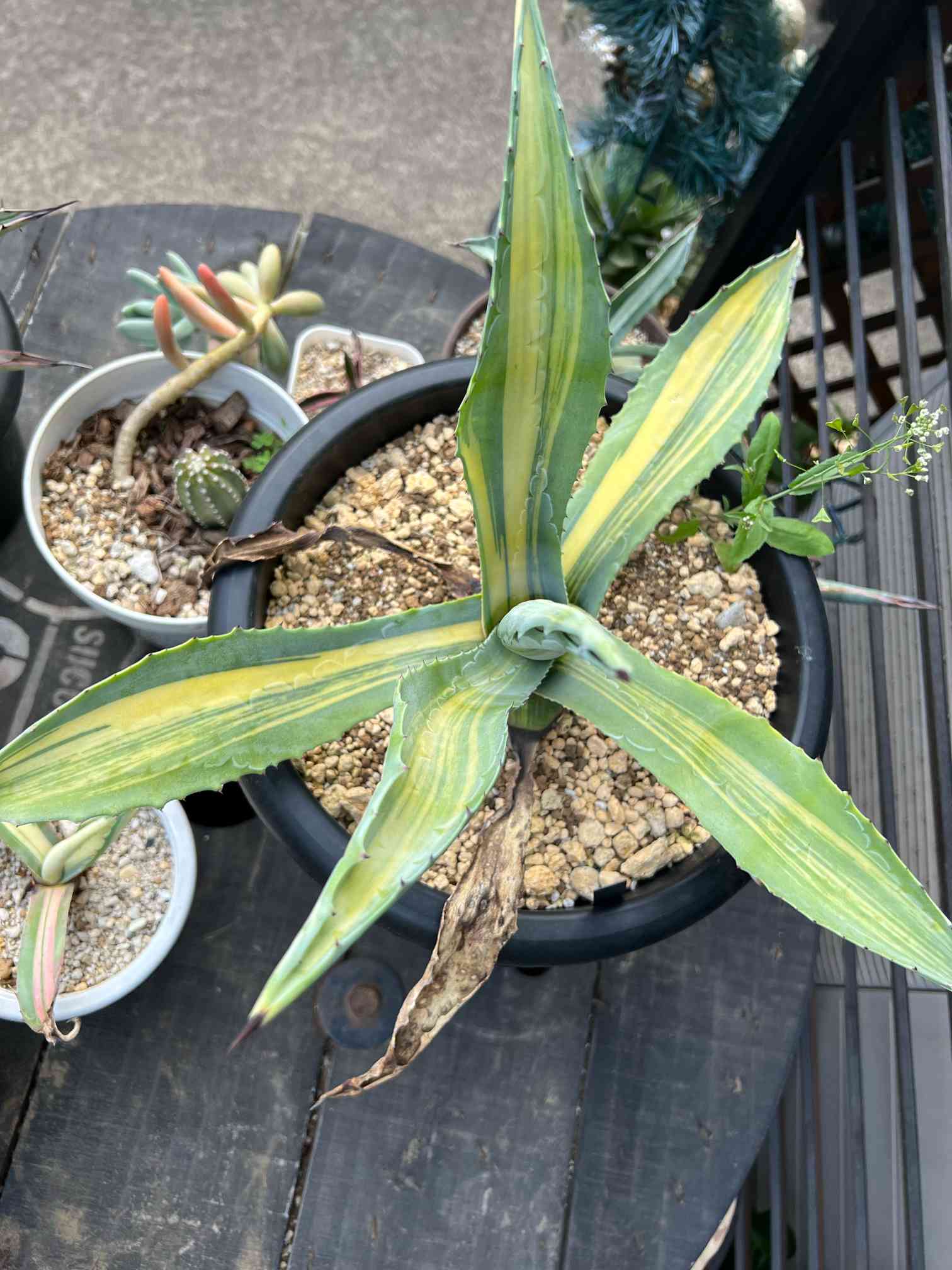 アガベ・アメリカーナ縞斑の一覧｜🍀GreenSnap（グリーンスナップ）