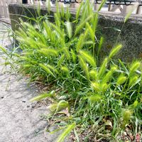 エノコログサの画像