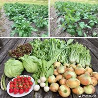 ジャガイモ,リーフレタス,イチゴ,アスパラガス,小松菜の画像