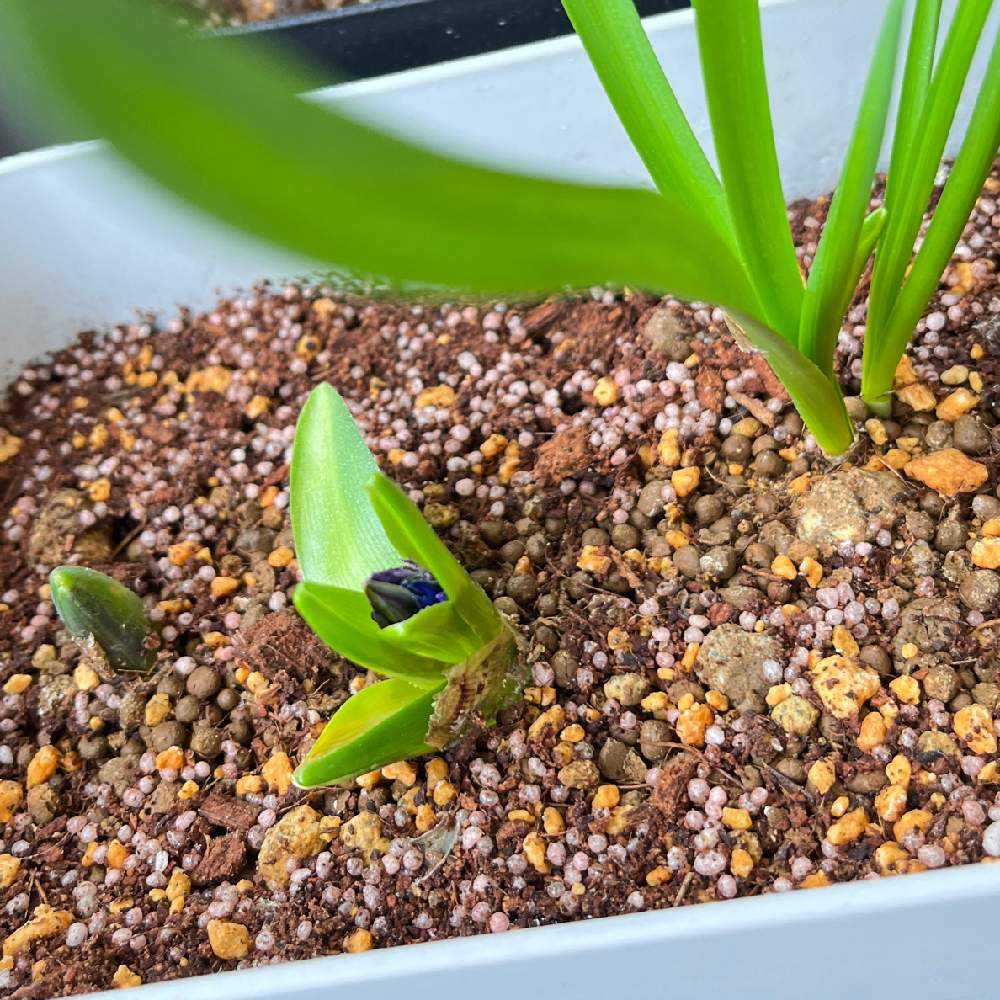 【お問合せ・確認用】植物全般（多肉、球根、水草、熱帯植物等） この植物は、紙のような緑色の球根と、上から生えてくる「草」を持っ