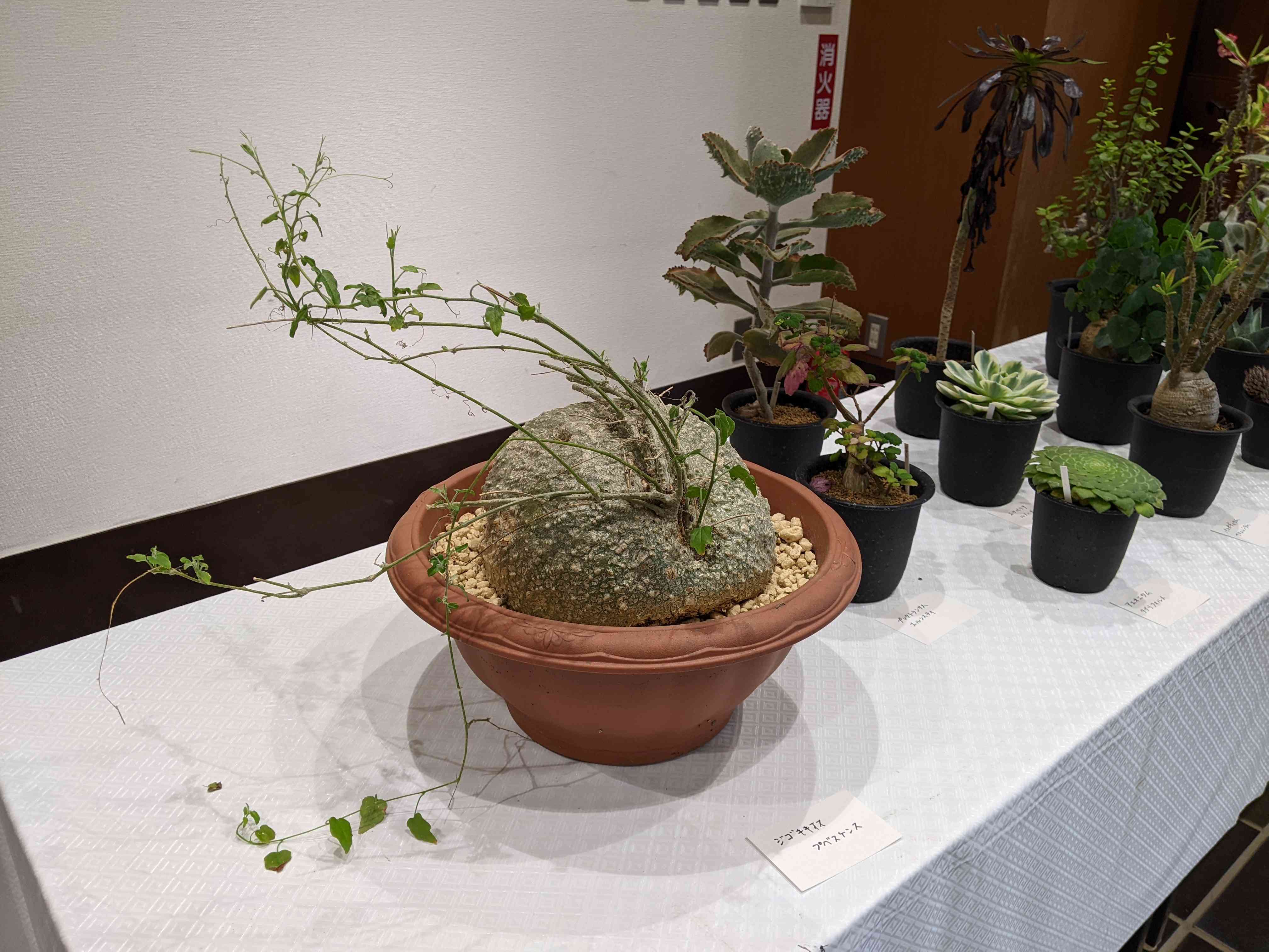5点 まとめ出品　多肉植物 1683332290605_209911_20230506_