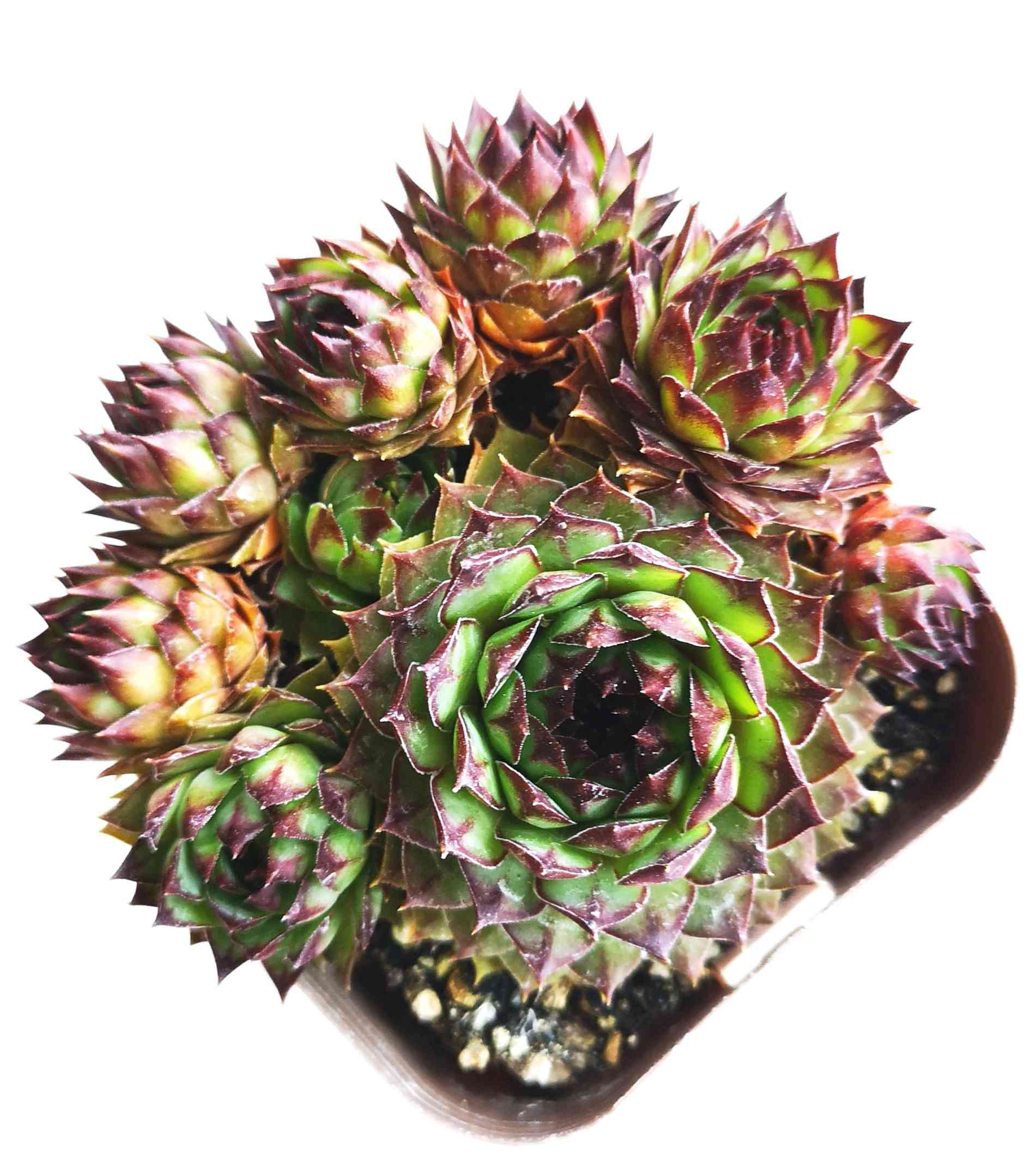 センペルビウム 紅薫花(コウクンカ)の一覧｜🍀GreenSnap（グリーン