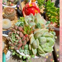 ピンクルビー,エケベリア  ストロベリーアイス,エケベリア シュークリーム,スーパーミルク,寄せ植えの画像