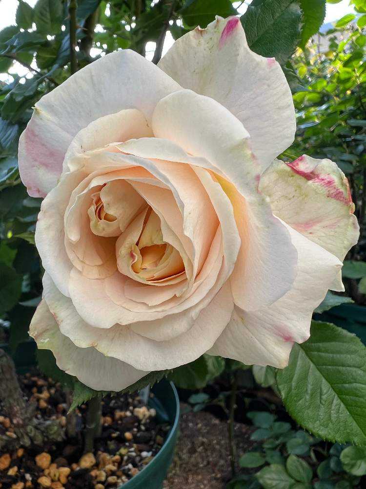 今年もバラの季節が2023 ①｜🍀GreenSnap（グリーンスナップ） 